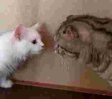 Sue Meets Nono for the First Time