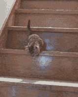 Mah going down the stairs
