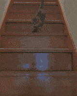 Mah going down the stairs