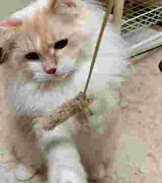 ねこじゃらしとのの
