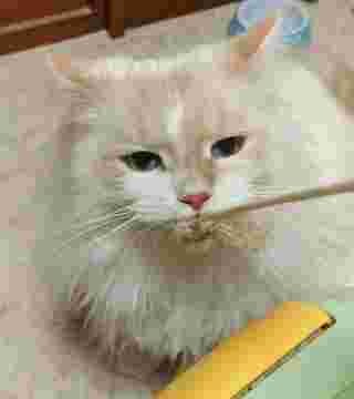 ねこじゃらしとのの