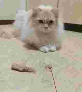 ねこじゃらしとのの
