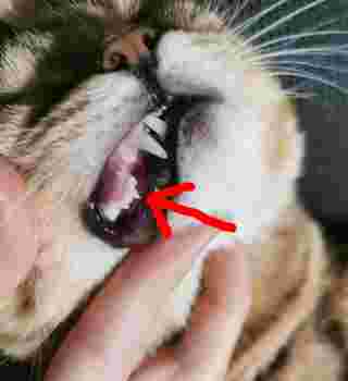 Mah's baby tooth