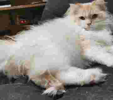 Nono with long toe bean fluff
