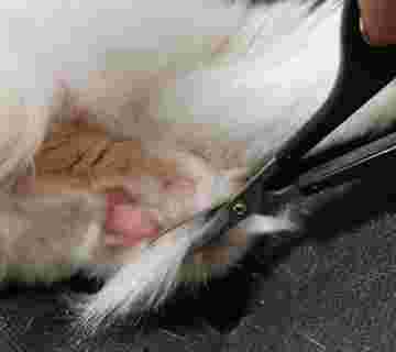Nono getting him toe bean fluff cut