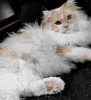 Nono with no toe bean fluff