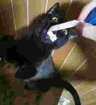 Bon and a measuring tape