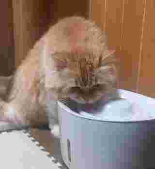 Mee drinking a water